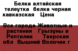 Белка алтайская телеутка, белка черная кавказская › Цена ­ 5 000 - Все города Животные и растения » Грызуны и Рептилии   . Тверская обл.,Вышний Волочек г.